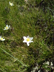 Anemonoides nemorosa