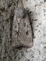 Agrotis vetusta