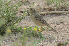 Anthus campestris