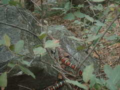 Lampropeltis knoblochi
