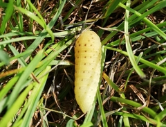 Iphiclides podalirius