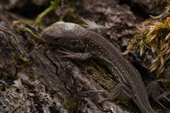 Lacerta agilis