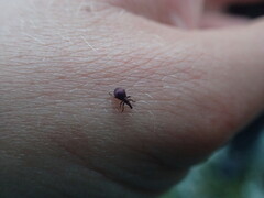 Pseudaplemonus limonii