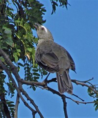 Saltator coerulescens