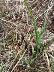 Chalcides ocellatus tiligugu