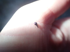 Pseudaplemonus limonii