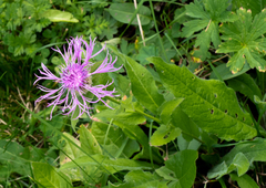 Centaurea nervosa