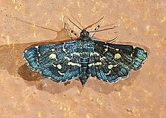 Eurrhyparodes splendens