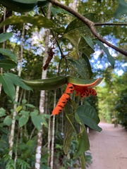 Tabernaemontana flavicans