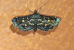 Eurrhyparodes splendens