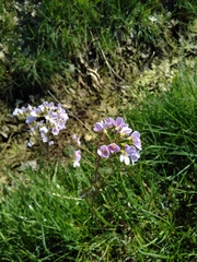 Cardamine pratensis