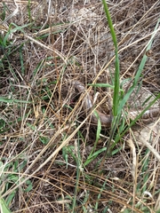 Chalcides ocellatus tiligugu