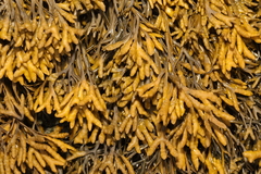 Pelvetia canaliculata