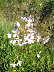 Cardamine pratensis
