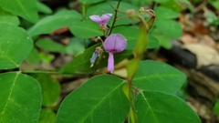 Desmodieae