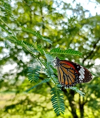 Danaus genutia