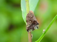 Ricania speculum