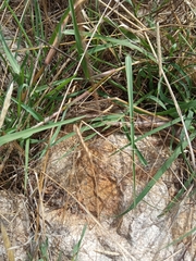 Chalcides ocellatus tiligugu