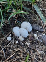 Lycoperdon marginatum