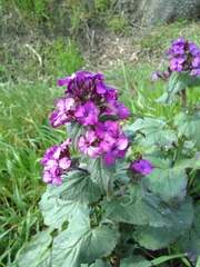 Lunaria annua