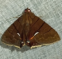 Eulepidotis consequens