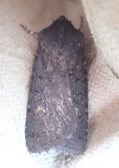 Euxoa velleripennis