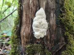 Fuscopostia fragilis