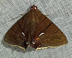 Eulepidotis consequens