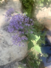 Trachelium caeruleum