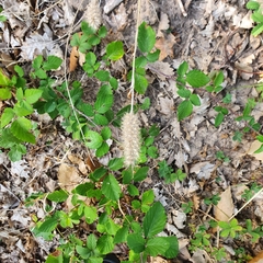 Setaria verticillata