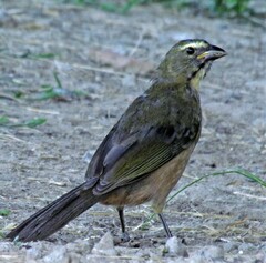 Saltator coerulescens