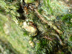 Prenolepis imparis