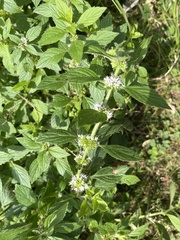 Mentha canadensis