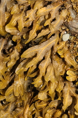 Fucus spiralis