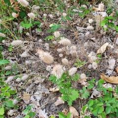 Setaria verticillata