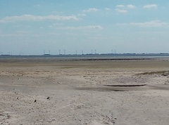 Haematopus ostralegus