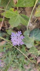 Sixalix atropurpurea