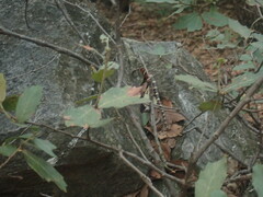 Lampropeltis knoblochi
