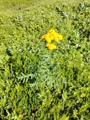 Tanacetum vulgare boreale