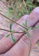 Sixalix atropurpurea