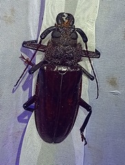 Mallodonopsis mexicanus