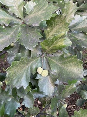 Quercus bicolor