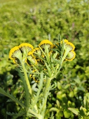 Tanacetum vulgare boreale