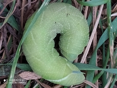 Smerinthus ocellata