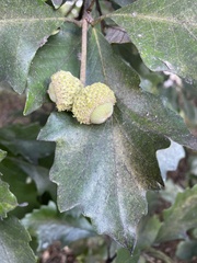 Quercus bicolor