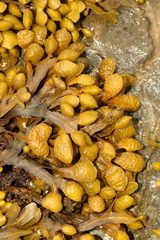 Fucus spiralis