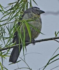 Saltator coerulescens