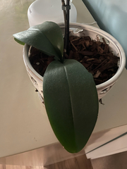 Phalaenopsis
