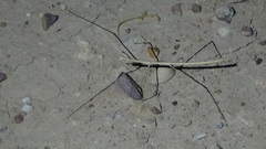 Phryganistria