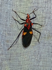 Pseudozelurus superbus